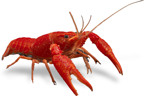 Crayfish Clip Art At Clker Png - Homarus (533x310), Png Download