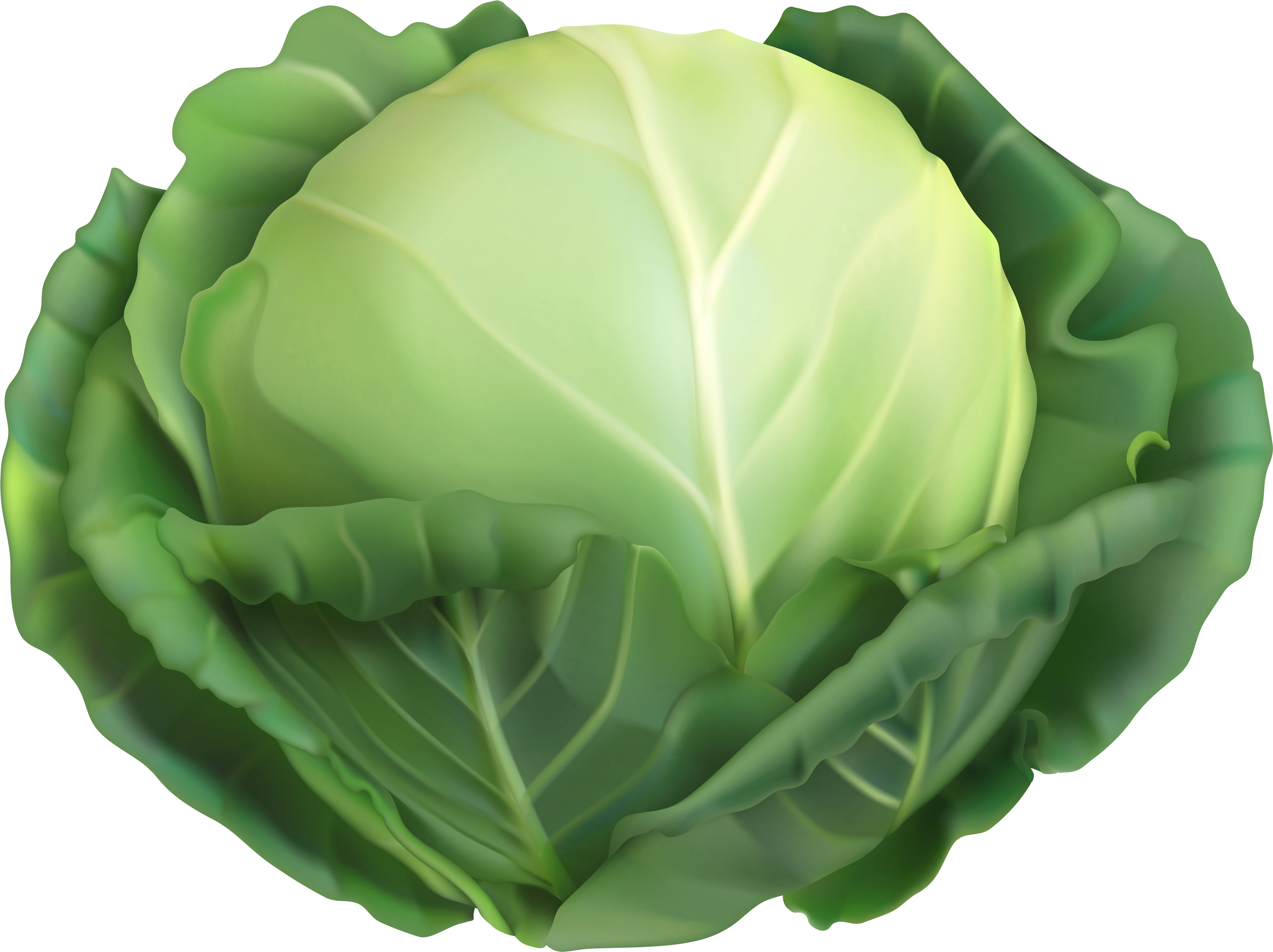Cabbage Png (6000x4497), Png Download