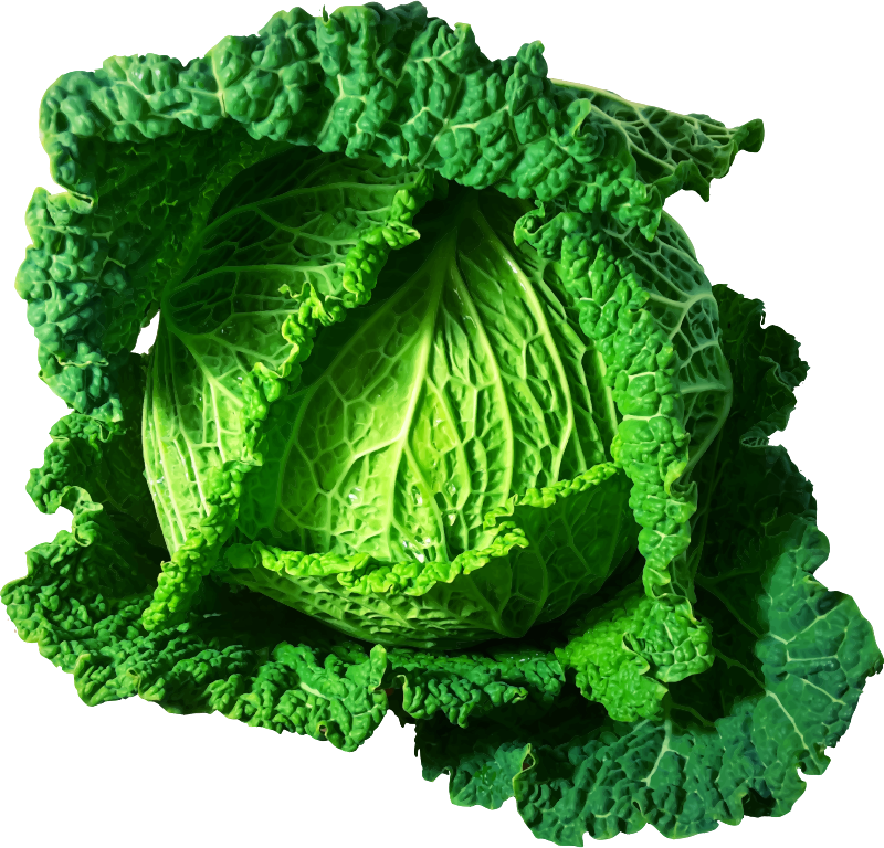 Transparent Library Vegetable Brussels Sprout Cauliflower - Clipart Cabbage (783x750), Png Download
