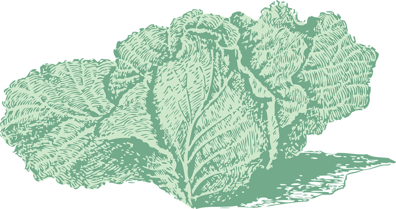Free Vector Jersey Cabbage Clip Art - Cabbage (600x317), Png Download