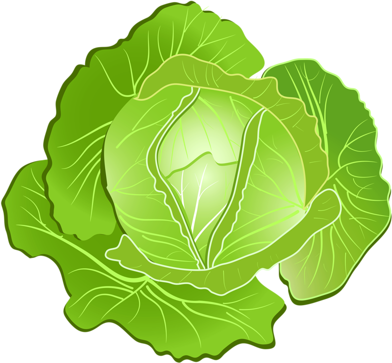 Repolho Scrapbook Images, Fruits And Vegetables, Views - Clip Art (800x739), Png Download