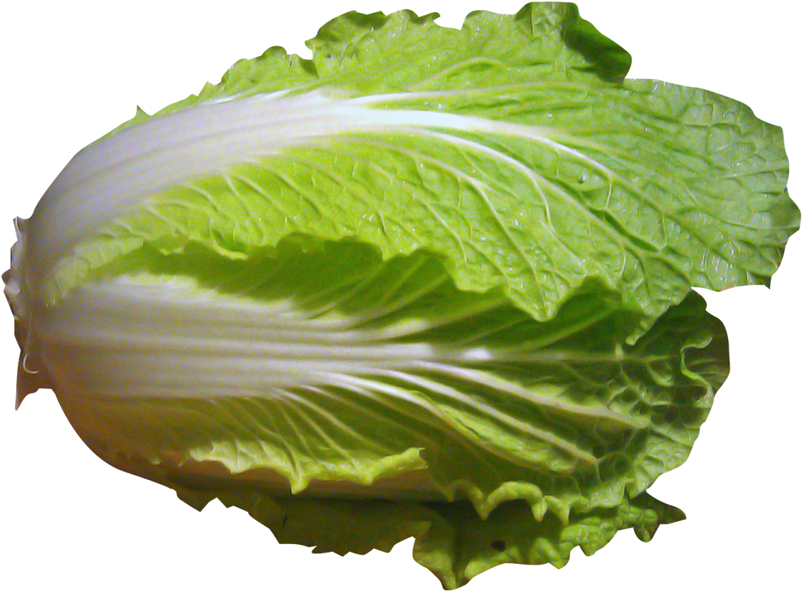 Cabbage Plant Png - Napa Cabbage Clip Art (1183x887), Png Download