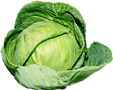 Organic Green Cabbage Png - Green Cabbage Png (720x335), Png Download