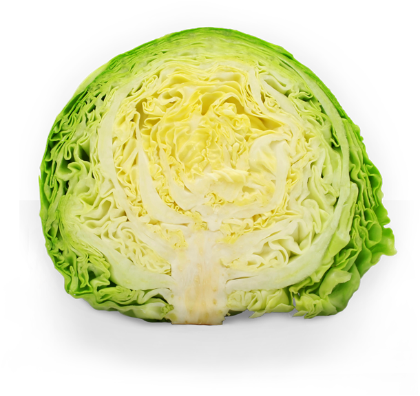 Lettuce Clipart Sauerkraut - Cabbage (650x600), Png Download