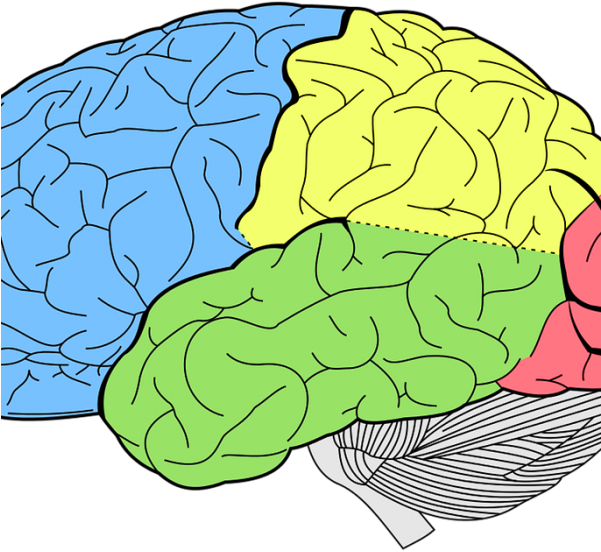 Brain-600x600 - Human Brain Lobes Diagram (600x600), Png Download