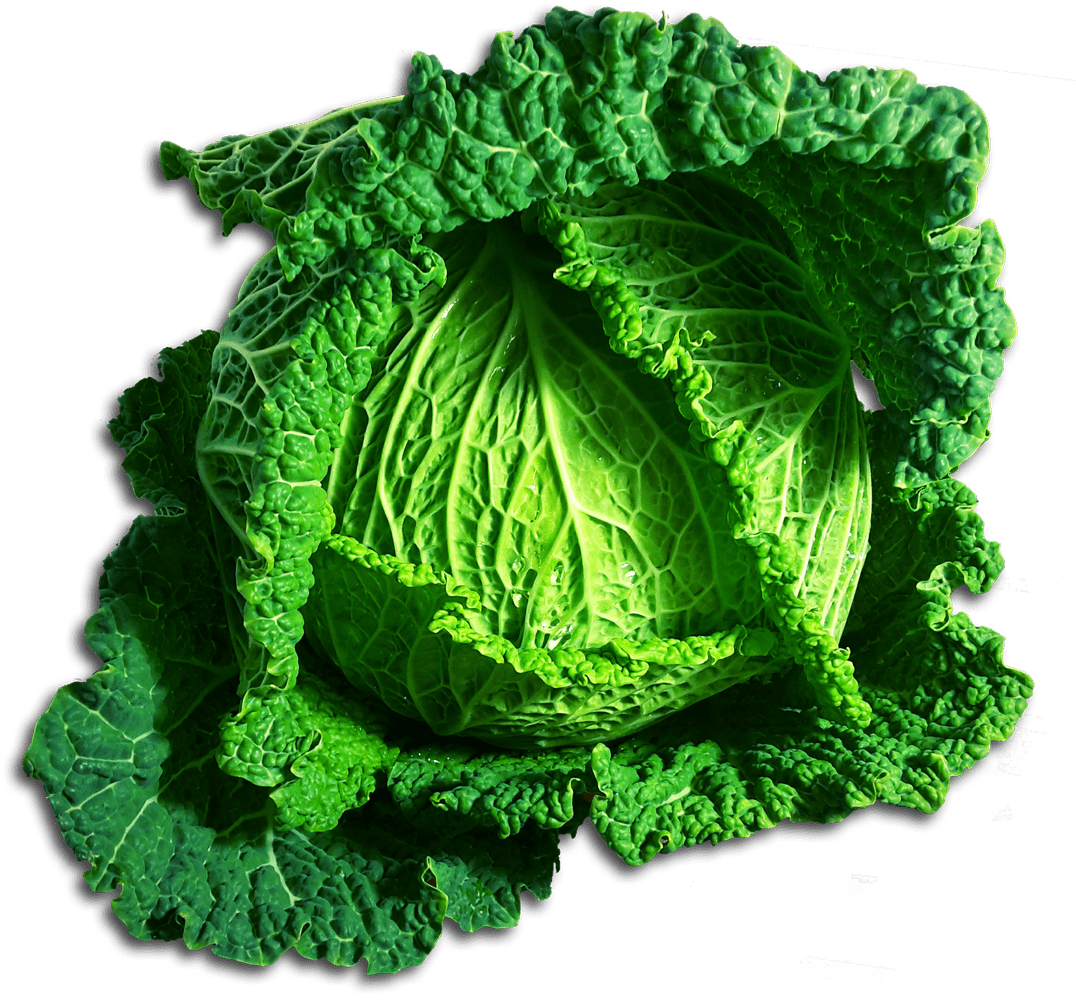 Green Cabbage Png - Hd Vegetable Png Clipart (1088x1052), Png Download