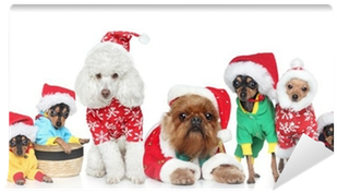 Group Of Purebred Dogs In Christmas Hats Wall Mural - Griffon Bruxellois In Santa Hat Griffon Bruxellois (400x400), Png Download