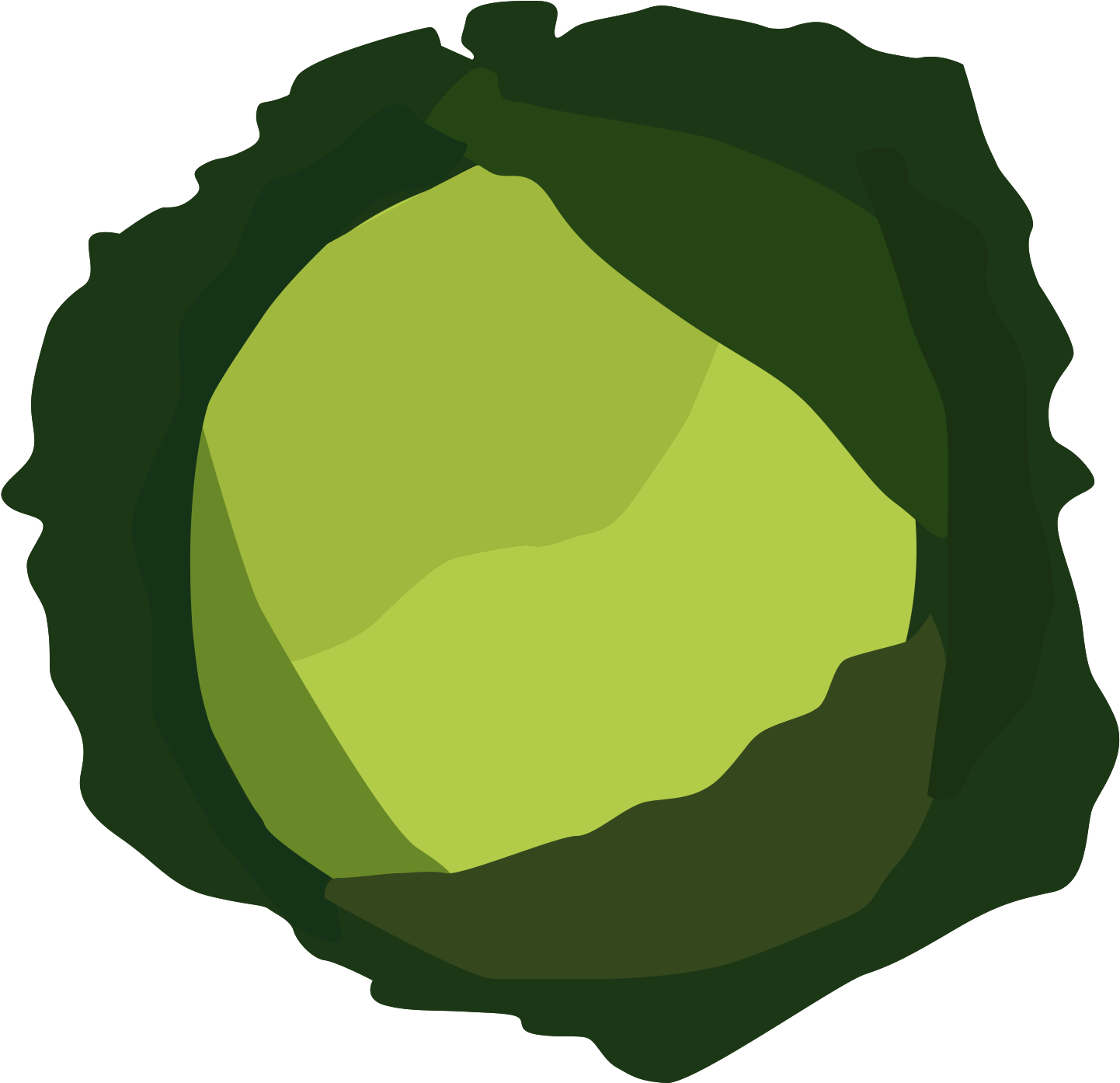 Cabbage Vector Cabage - Cabbage Png Vector (1778x1477), Png Download