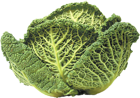 Savoy-cabbage - Kale (500x500), Png Download