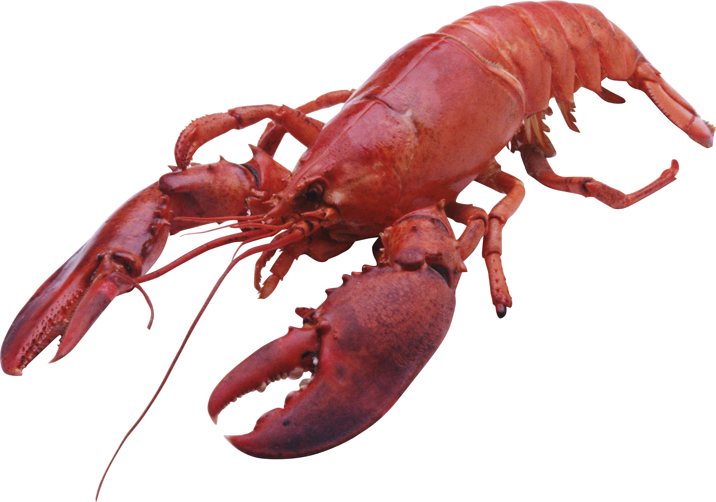 Lobster Png - Products Of Maine (2291x1609), Png Download