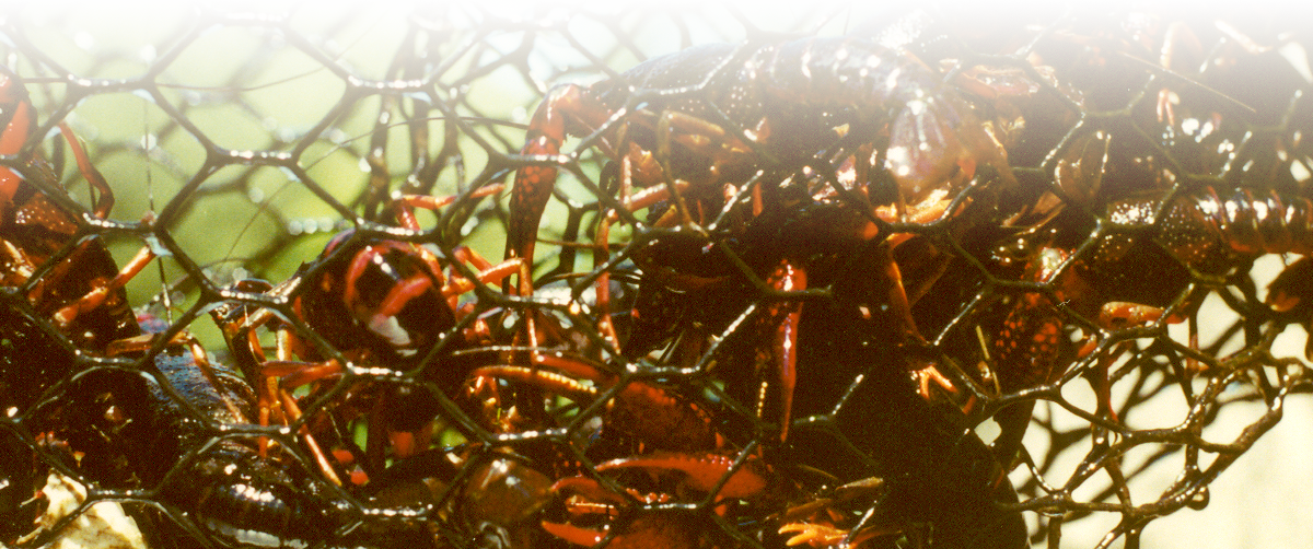 Macro Photography (1200x502), Png Download