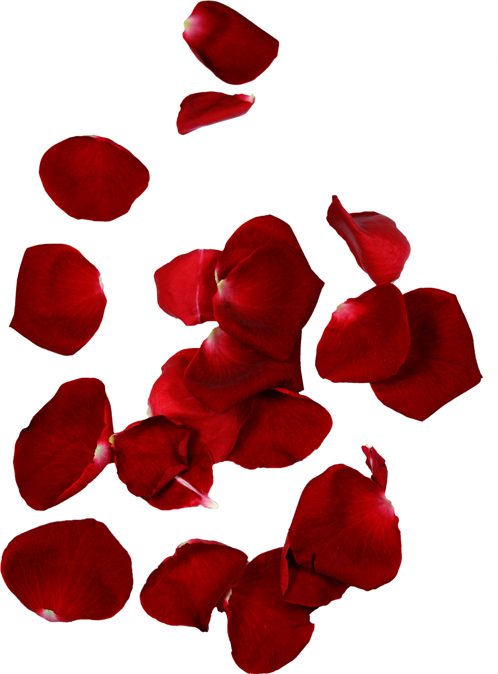 Hd Rose Petals - Rose Petal (1252x1418), Png Download