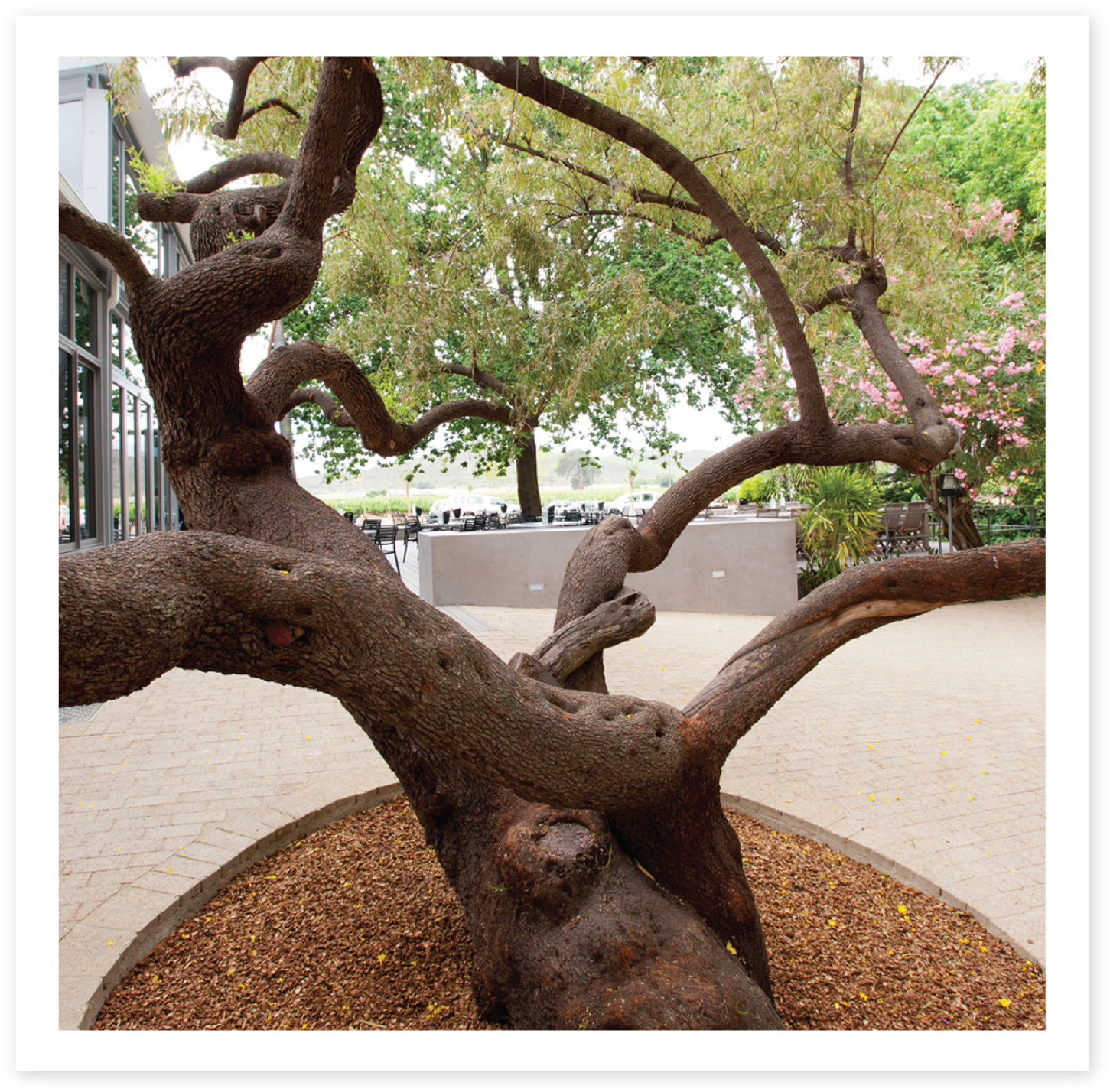 Karee Tree - Oak (1520x1495), Png Download