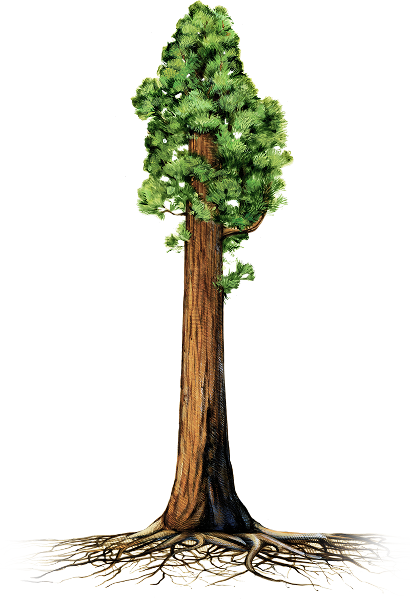 Are Giant Sequoia Trees Succumbing To Drought - Giant Redwood Tree Clipart (800x1170), Png Download