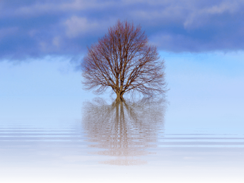 Tree,scrawny Tree,big Tree - Natur In Schwarzweiss Mauspad (500x375), Png Download