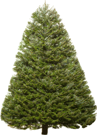 Christmas Trees Types Valley View Christmas Trees - Transparent Douglas Fir Tree (325x450), Png Download