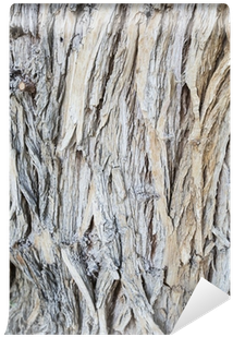 Driftwood (400x400), Png Download