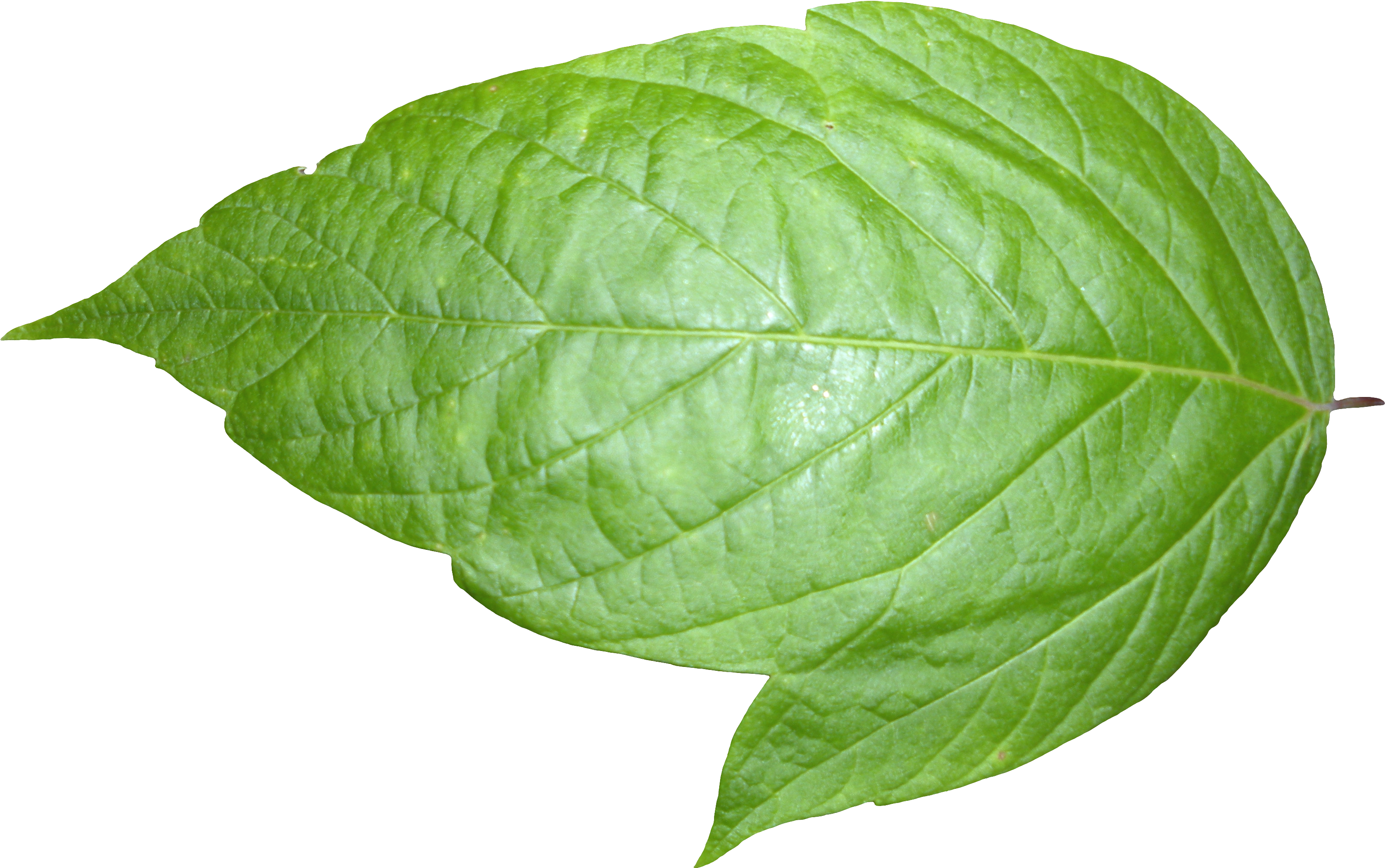 Plant Textures Leaf 06 Png Liberated Pixel Cup Tree - Leaf Png (3648x2736), Png Download