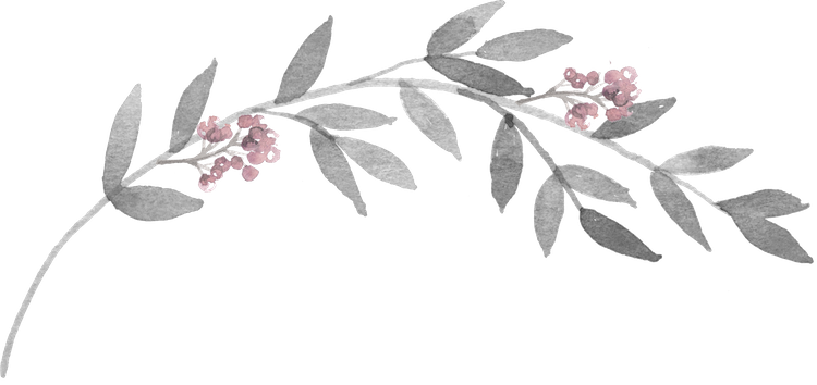 Vector Graphic On Pixabay Cauliflower Gratin - Rosa Glauca (750x354), Png Download