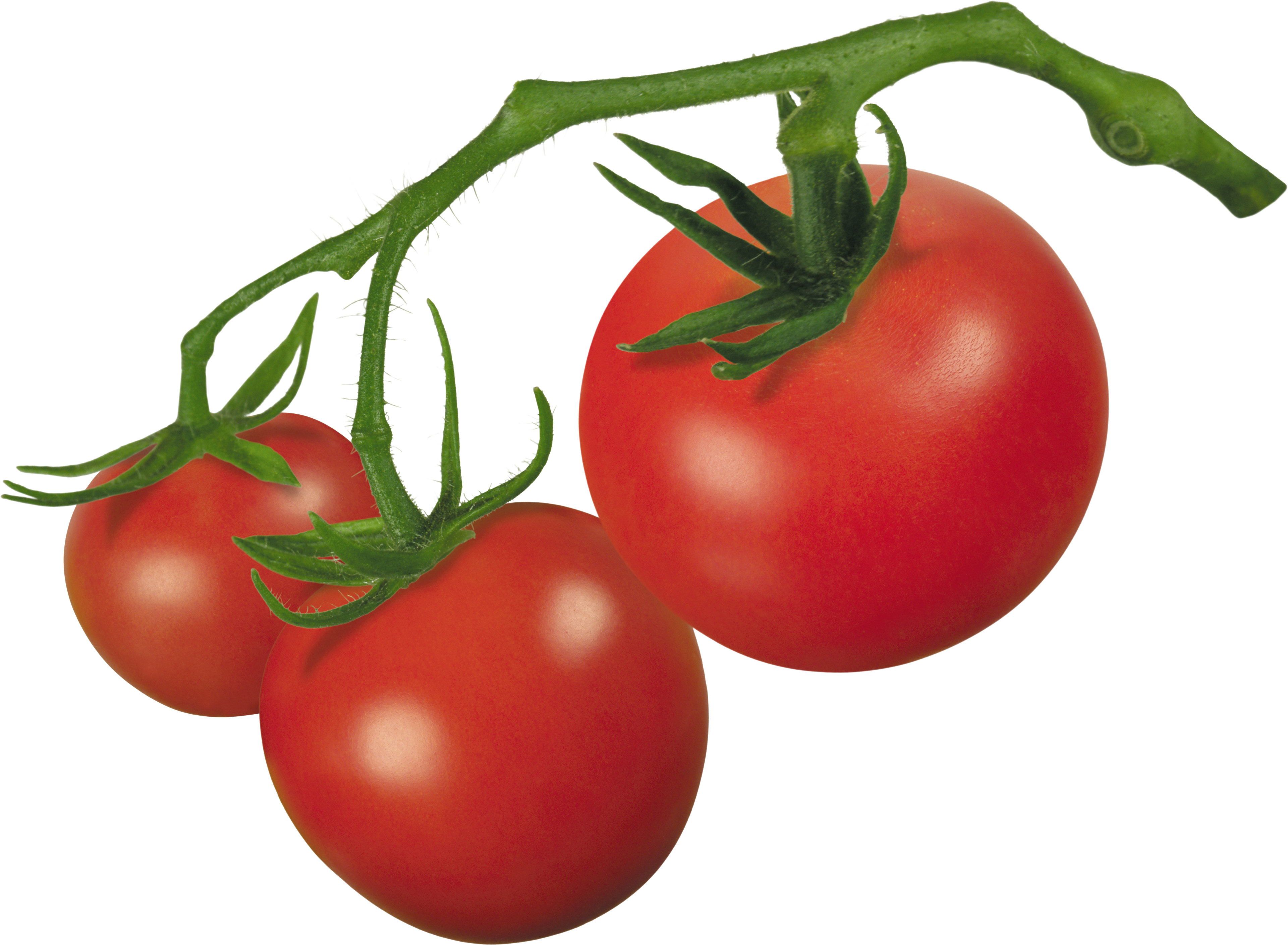 Vector Royalty Free Library Crude Drawing Tomatoes - Tomato On Vine Clipart (3841x2819), Png Download