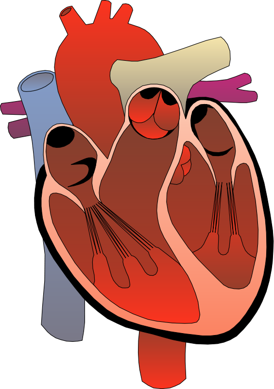real heart diagram