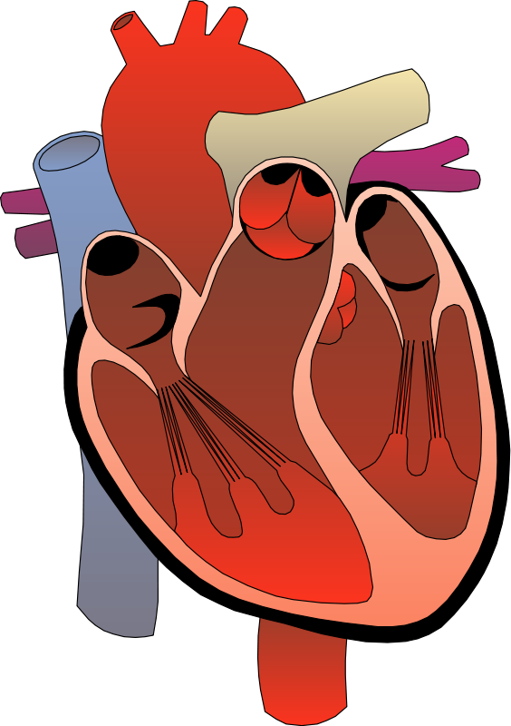Realistic Heart Png Free - Heart Anatomy Clipart (564x800), Png Download