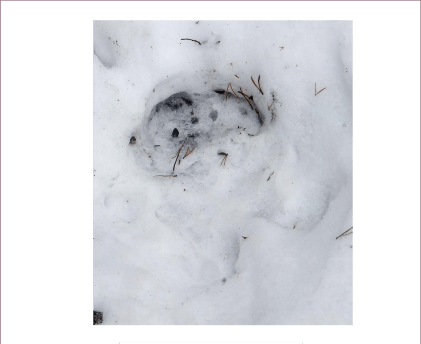 Boreal Woodland Caribou Track In Snow - Boreal Woodland Caribou (850x695), Png Download