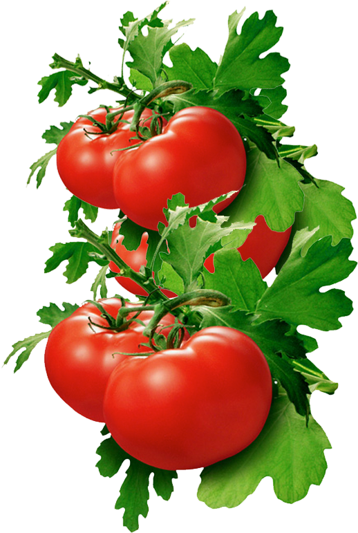 Tomatoes As Spices (538x770), Png Download