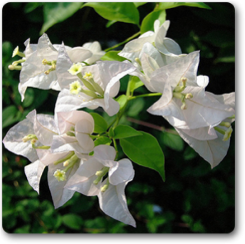 Bougainvillea Flower - Indoor Bougainvillea White (500x500), Png Download