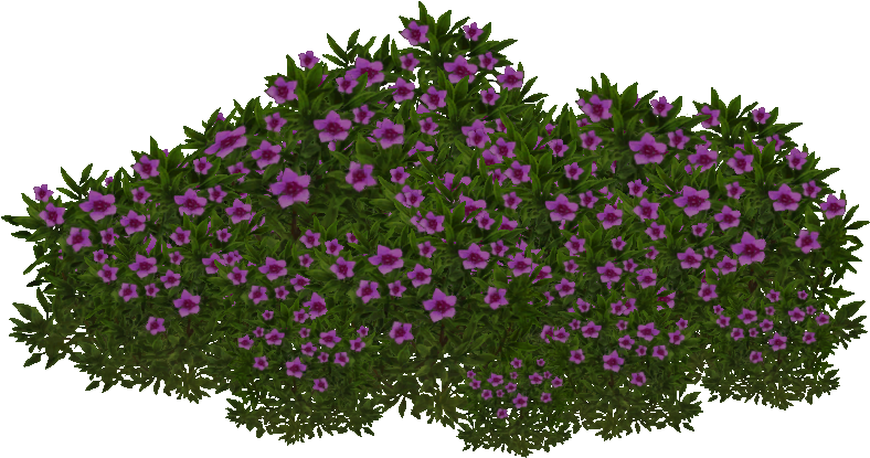 Purple Saxifrage - Saxifraga Oppositifolia (787x787), Png Download