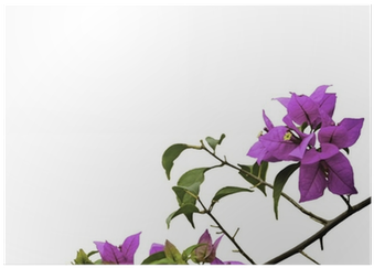 Bougainvillea (400x400), Png Download