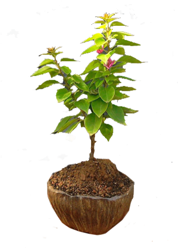 Houseplant (650x489), Png Download