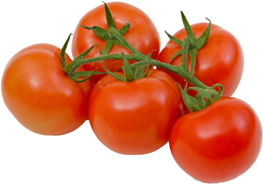 Tomato Plants Are A Common Garden Crop Prized By Home - Tomatoes On The Vine Transparent (574x444), Png Download