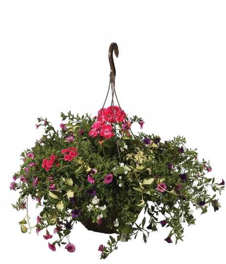 13"hanging Basket, Raspberry Smoothie - Petunia (500x611), Png Download