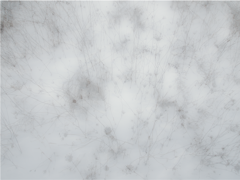 Grass In Snow, Web - World Wide Web (1000x1000), Png Download