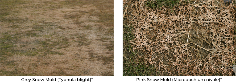 Grey Snow Mold And Pink Snow Mold - Lawn (1000x363), Png Download