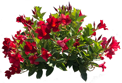 Mandevilla - Bouquet (500x341), Png Download