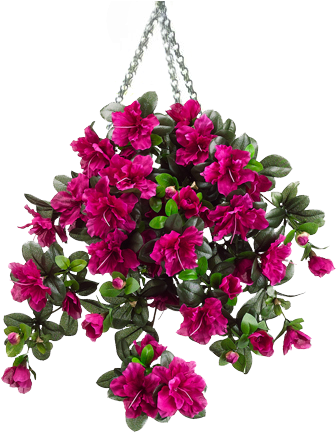 Photo Hanging Basket 2 Zpsc6iltszt - Silk Plants Direct Azalea Hanging Bush - Cerise - Pack (354x438), Png Download