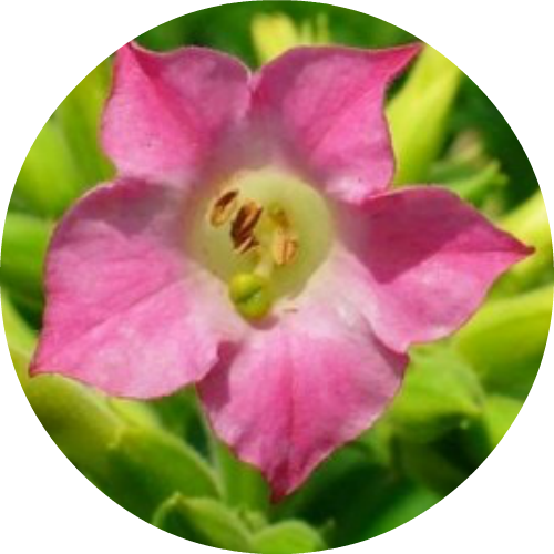 Nicotiana Tabacum (500x500), Png Download