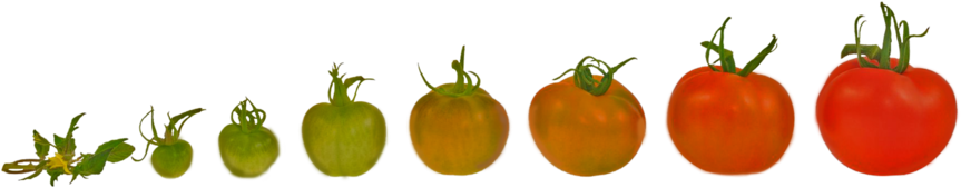 Tomatoes - Agriculture (1000x750), Png Download