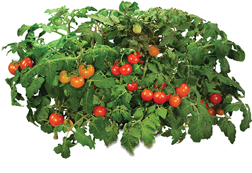 Source - - Aerogrow Golden Harvest Cherry Tomato Seed Kit (503x383), Png Download