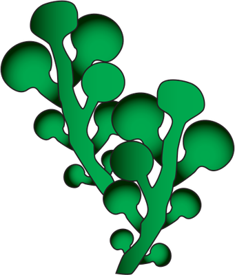 Caulerpa Racemosa - Seaweeds Clip Art (341x400), Png Download
