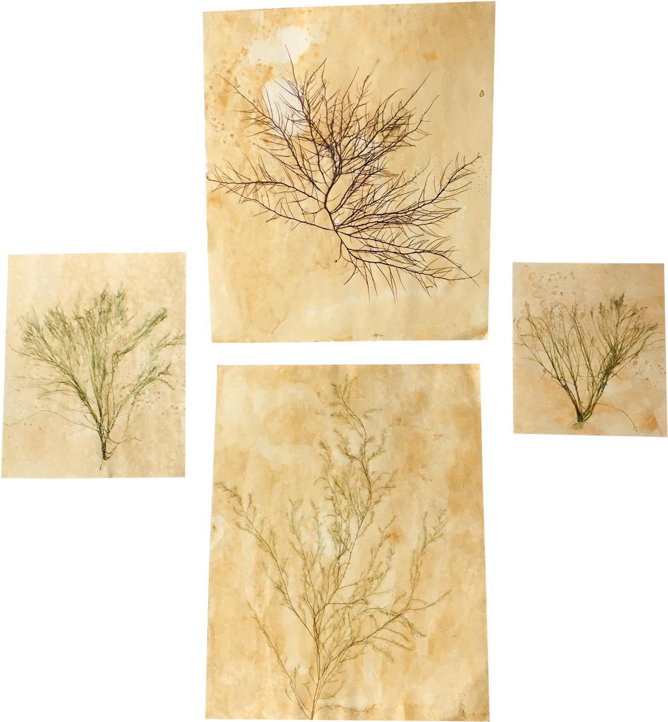 Blackwell Botanicals Natural Pressed Green Seaweed, - Seaweed (1514x1638), Png Download