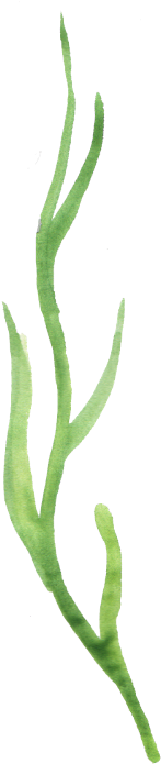 Ftestickers Flowers Stem Greenery Watercolor - Aloe (240x783), Png Download