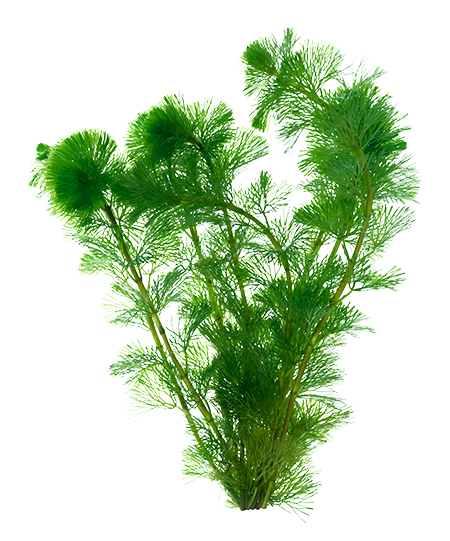 Organixx 7m Plus Immune Support 60 Caps (450x541), Png Download