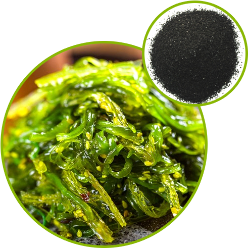 Seaweed Extract - Seaweed (500x500), Png Download