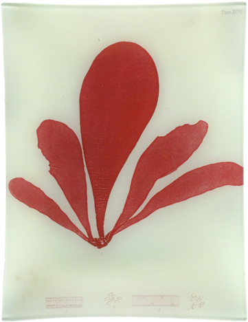 #9 Seaweed - Giclee Painting: Bradbury's Schizymenia Edulis, 48x36in. (480x480), Png Download