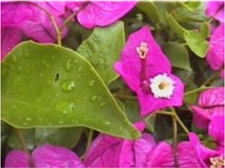 Bougainvillea - Bougainvillea In The Rainforest (984x470), Png Download