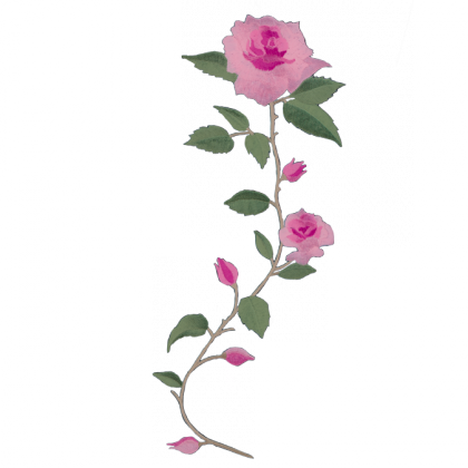 Delores Sperling - Long Stem Pink Roses Png (420x420), Png Download