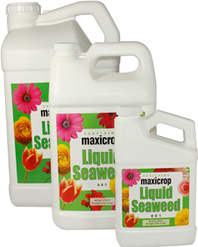 Maxicrop Liquid Seaweed 1 Gal - Maxicrop Liquid Seaweed, 0-0-1 - 2.5 Gal Jug (355x364), Png Download